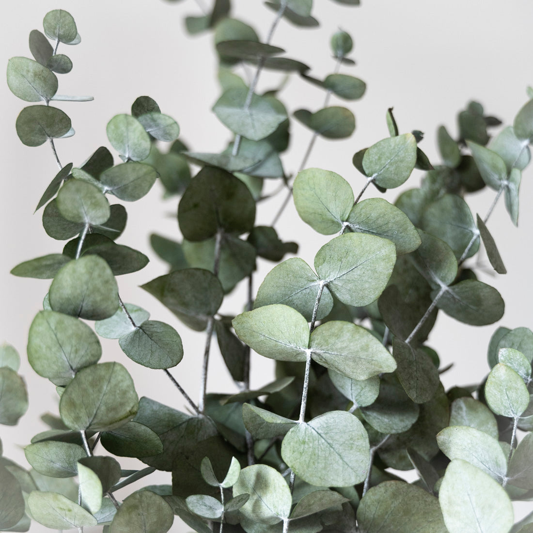 Eucalyptus cinerea stabilisé vert