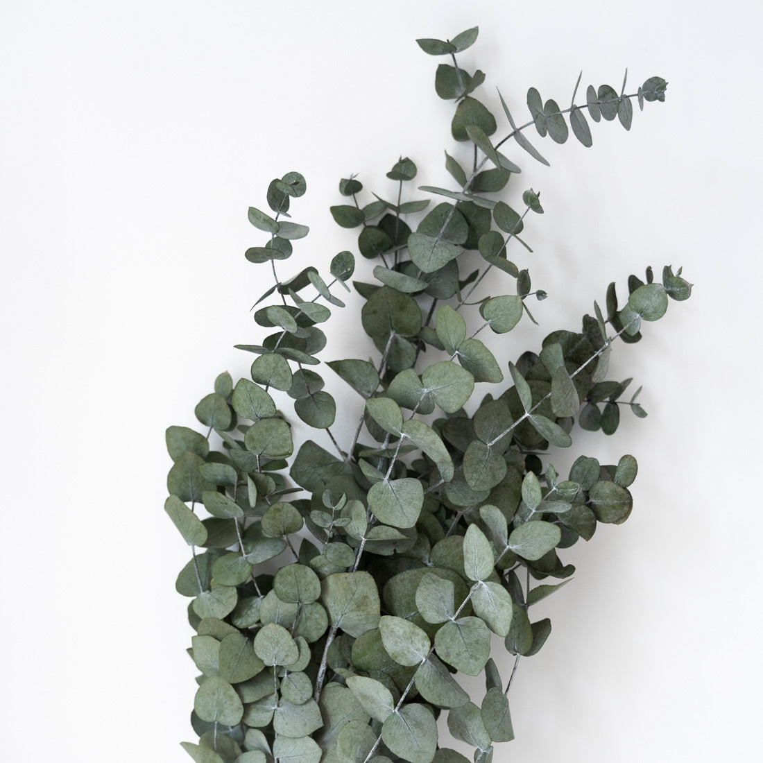 Eucalyptus cinerea stabilisé vert