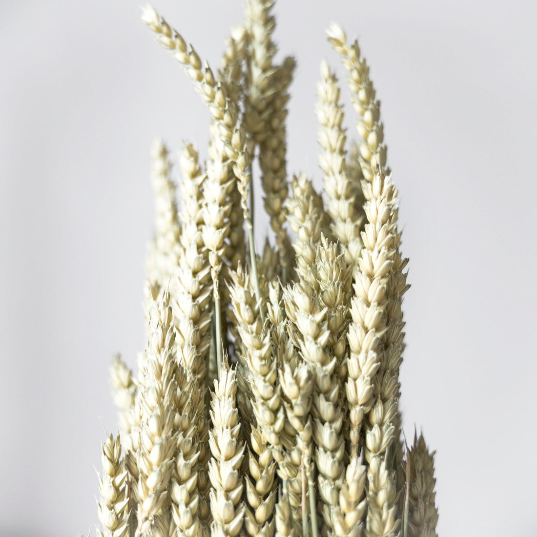 Blé séché naturel