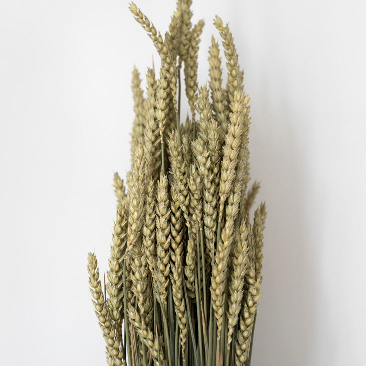 Blé séché naturel