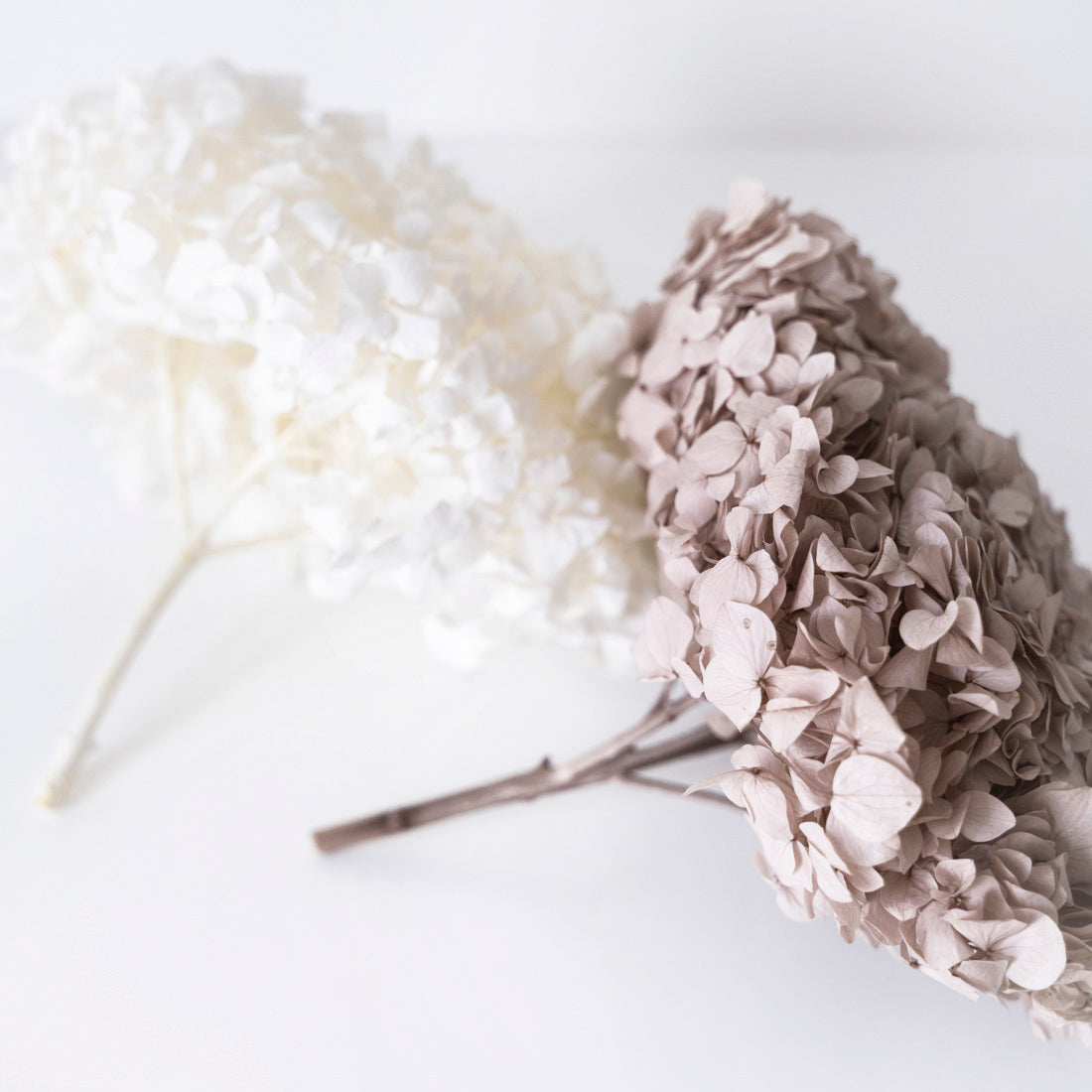 Hortensia préservé (2 couleurs disponibles)