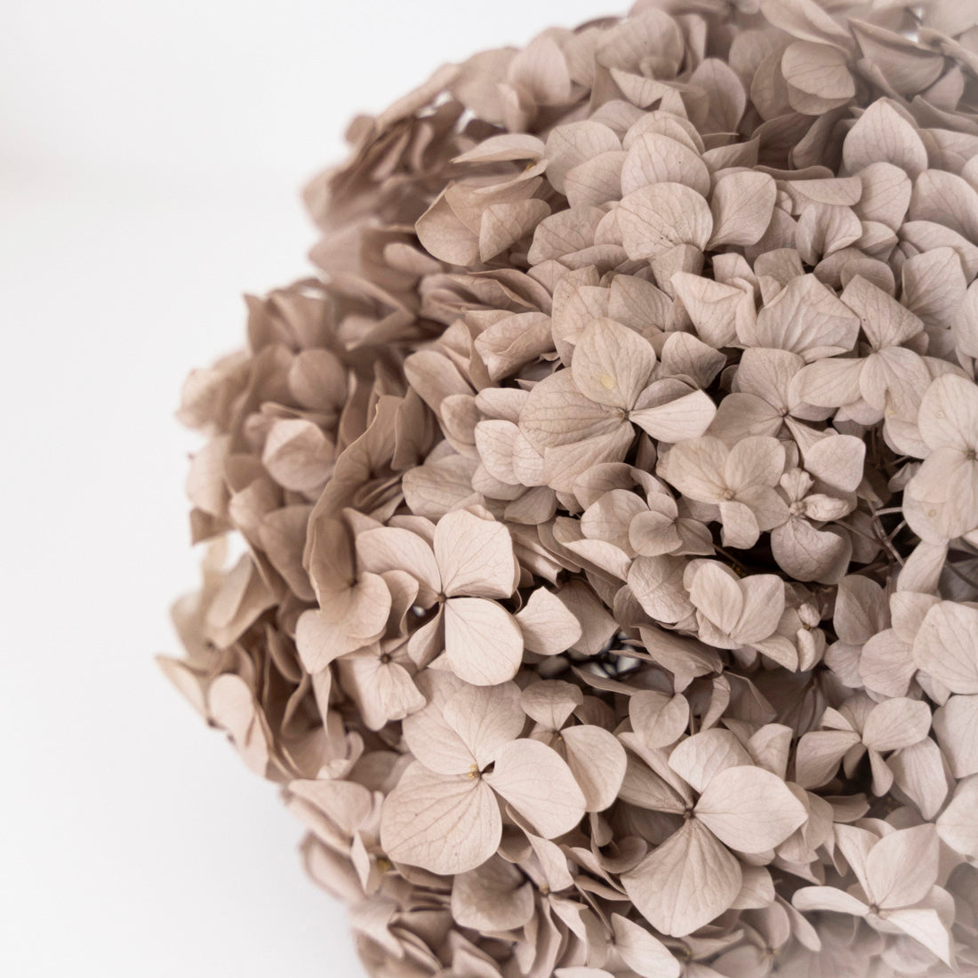 Hortensia préservé (2 couleurs disponibles)