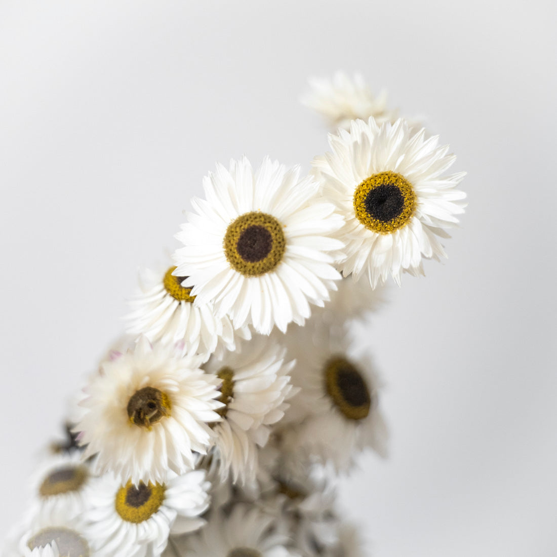 Acroclinium séché naturel blanc