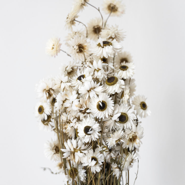 Acroclinium séché naturel blanc