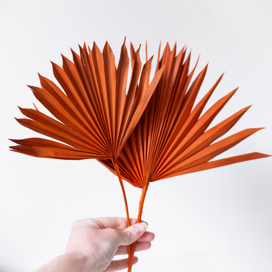 Feuilles de Palmes séchées