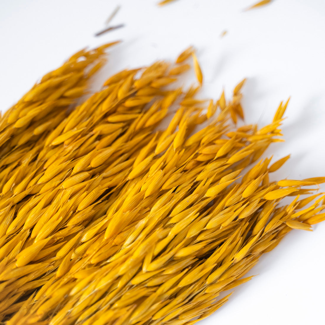 Avoine séchée naturel jaune