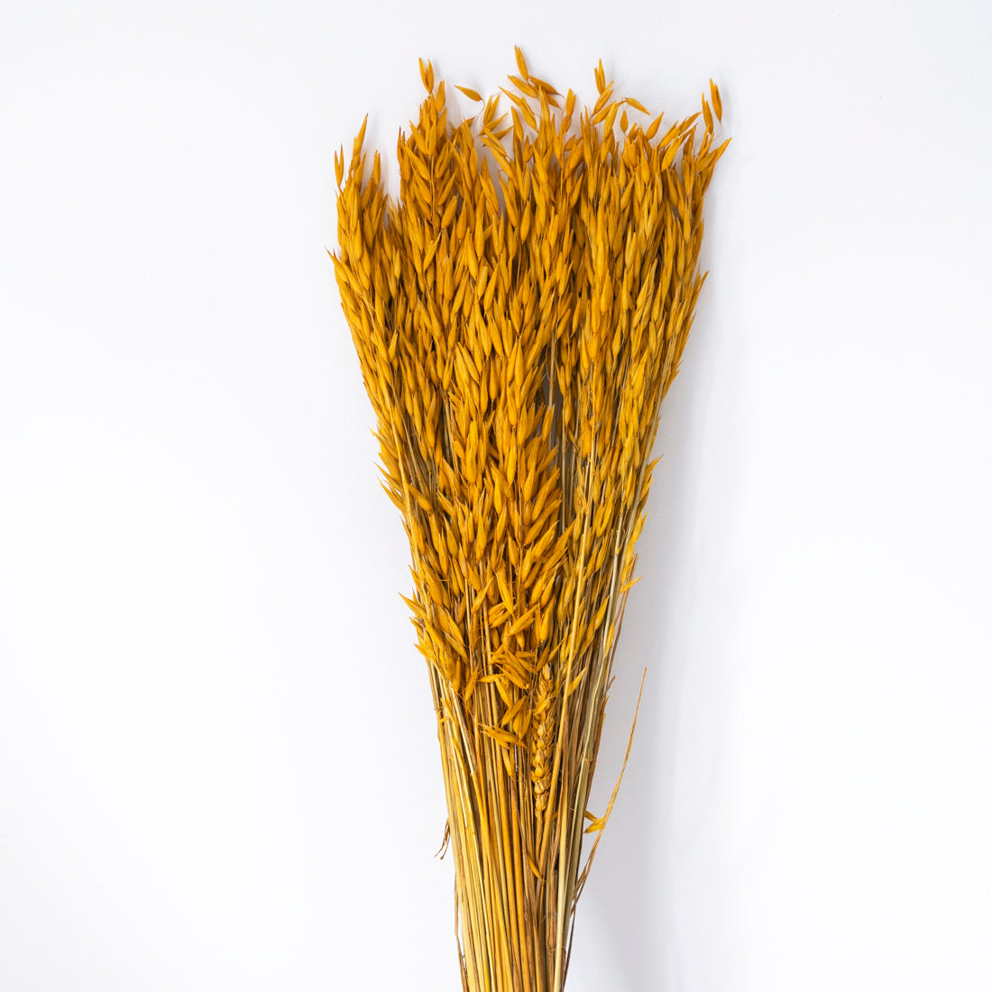 Avena seca natural amarilla