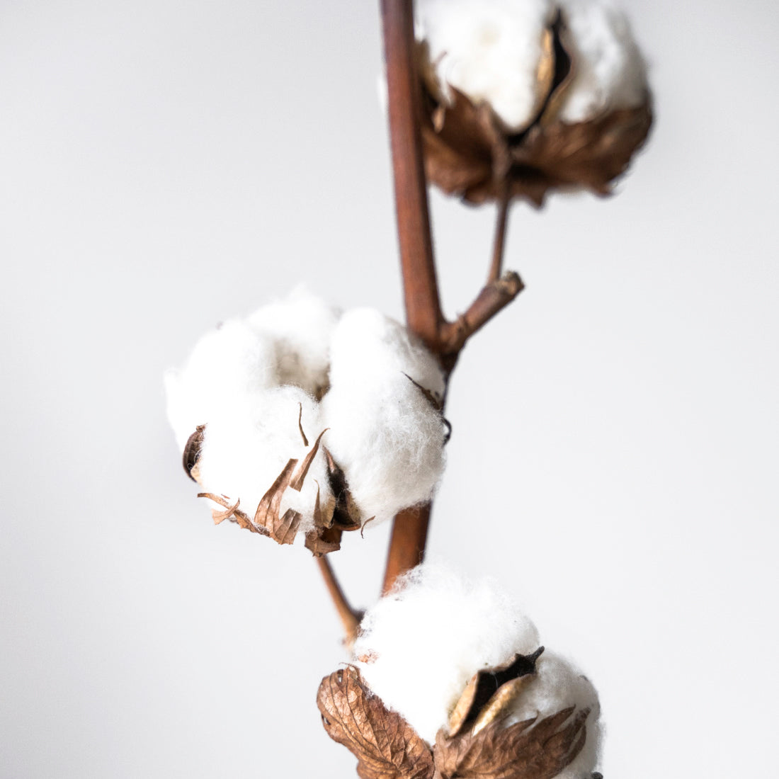 Branche de fleurs de coton séchées