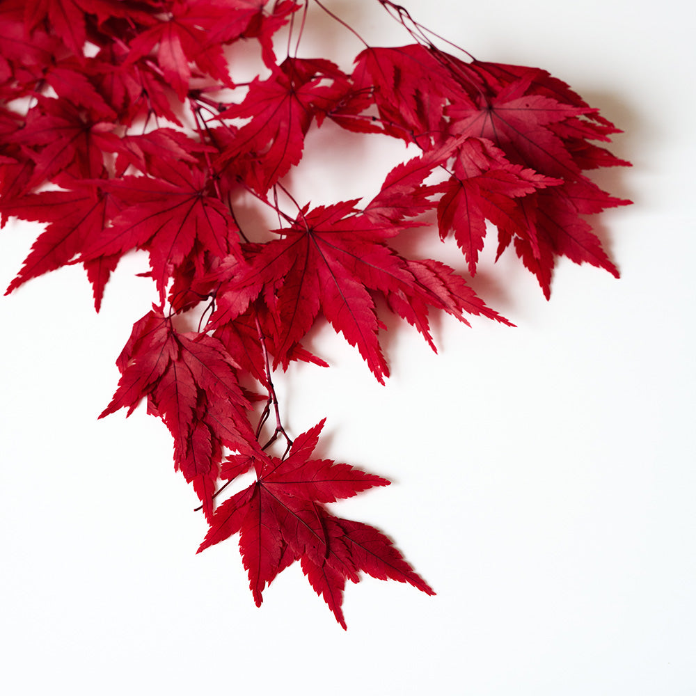 Branches érable japonais stabilisé rouge