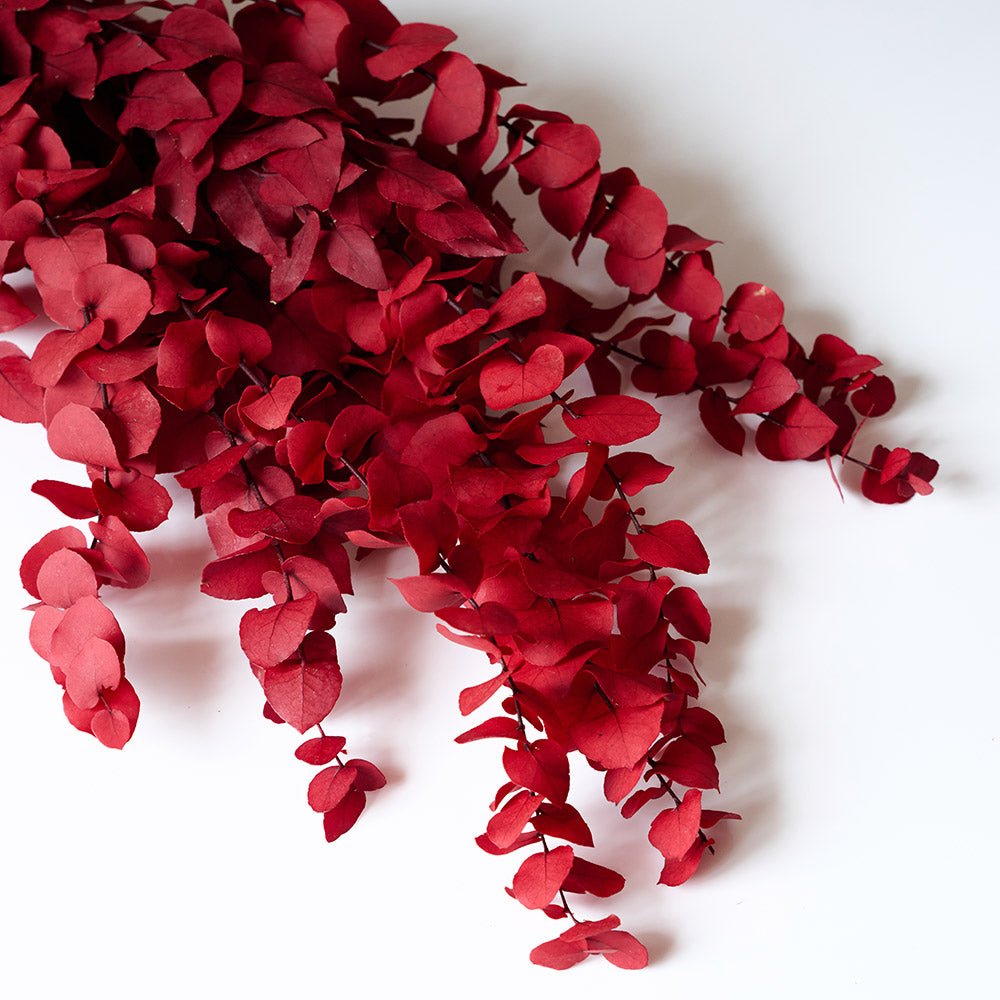 Eucalyptus stuartiana stabilisé rouge