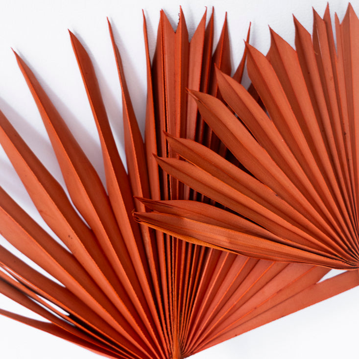 Feuilles de Palmes séchées