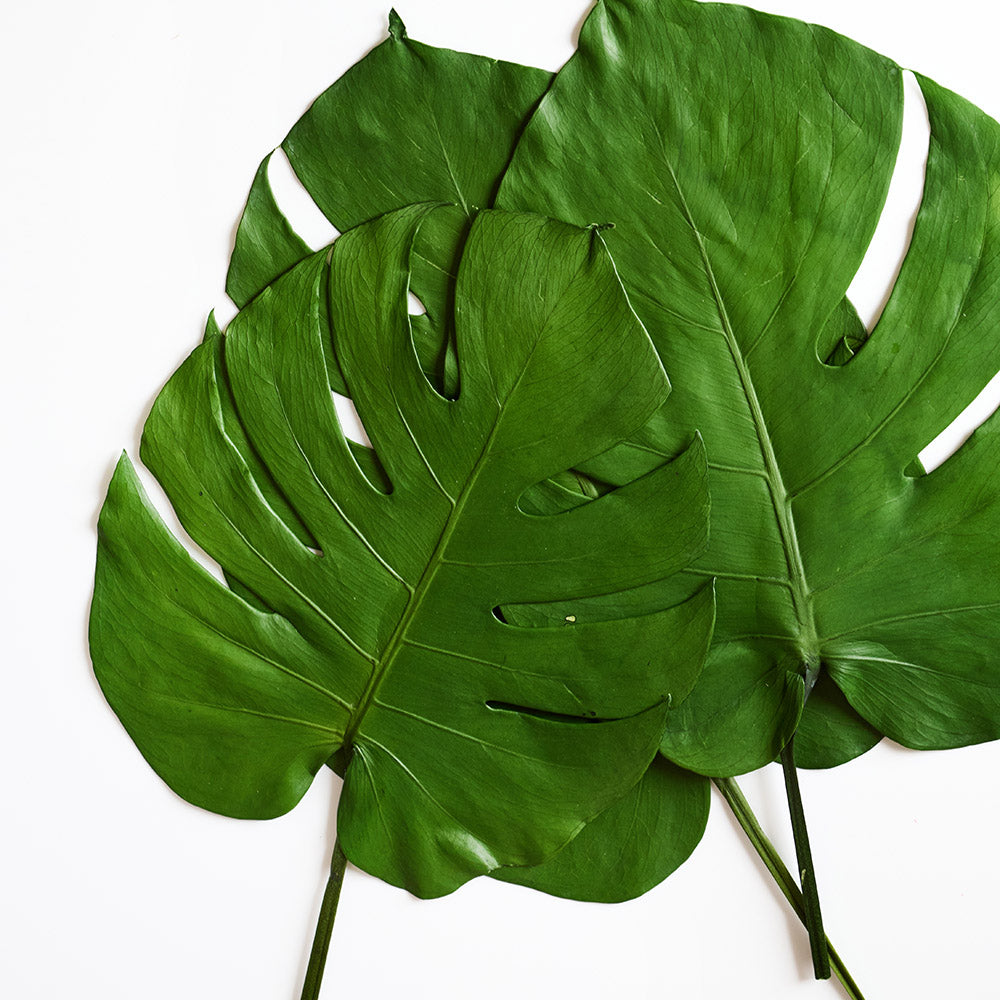 Feuilles de Monstera stabilisée