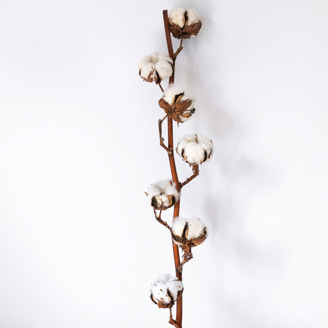 Branche de fleurs de coton séchées