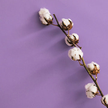 branche de fleurs de coton