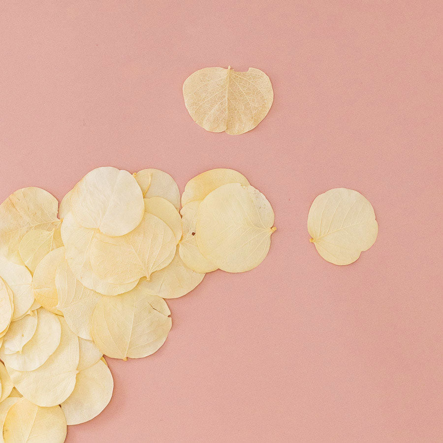 pétale de fleurs séché